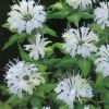 Monarda Alba